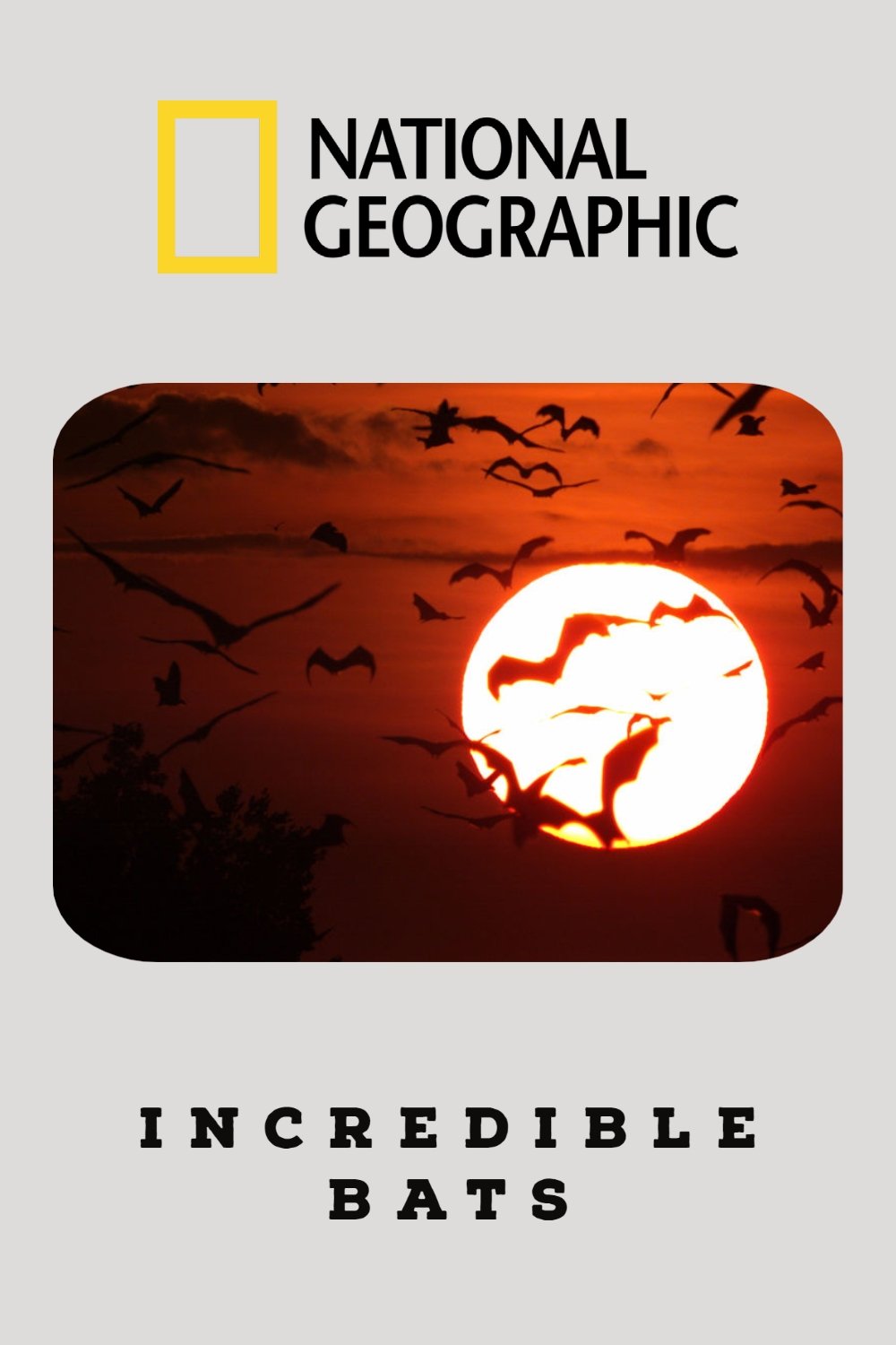 Постер Incredible Bats